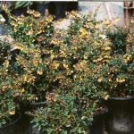 Berberis gladwynensis 'William Penn'