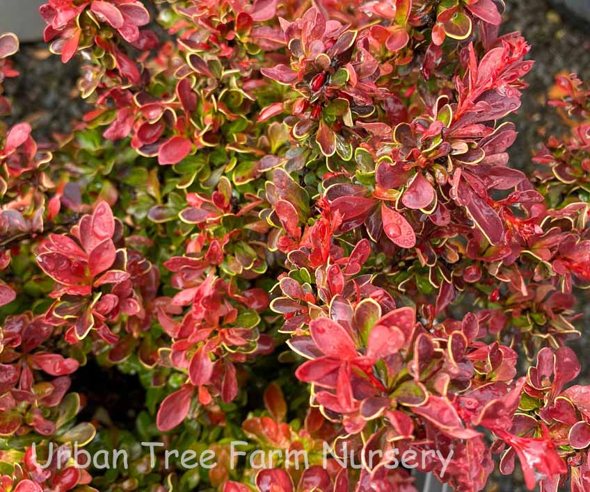 Berberis-thunbergii-Admiration-a Berberis thunbergii 'Admiration' - Image 1