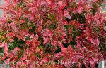Berberis thunbergii 'Admiration' - Image 2