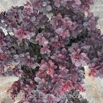 Berberis thunbergii 'Concorde'