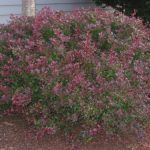 Berberis thunbergii 'Crimson Pygmy'
