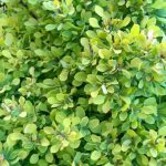 Berberis thunbergii 'Golden Nugget'