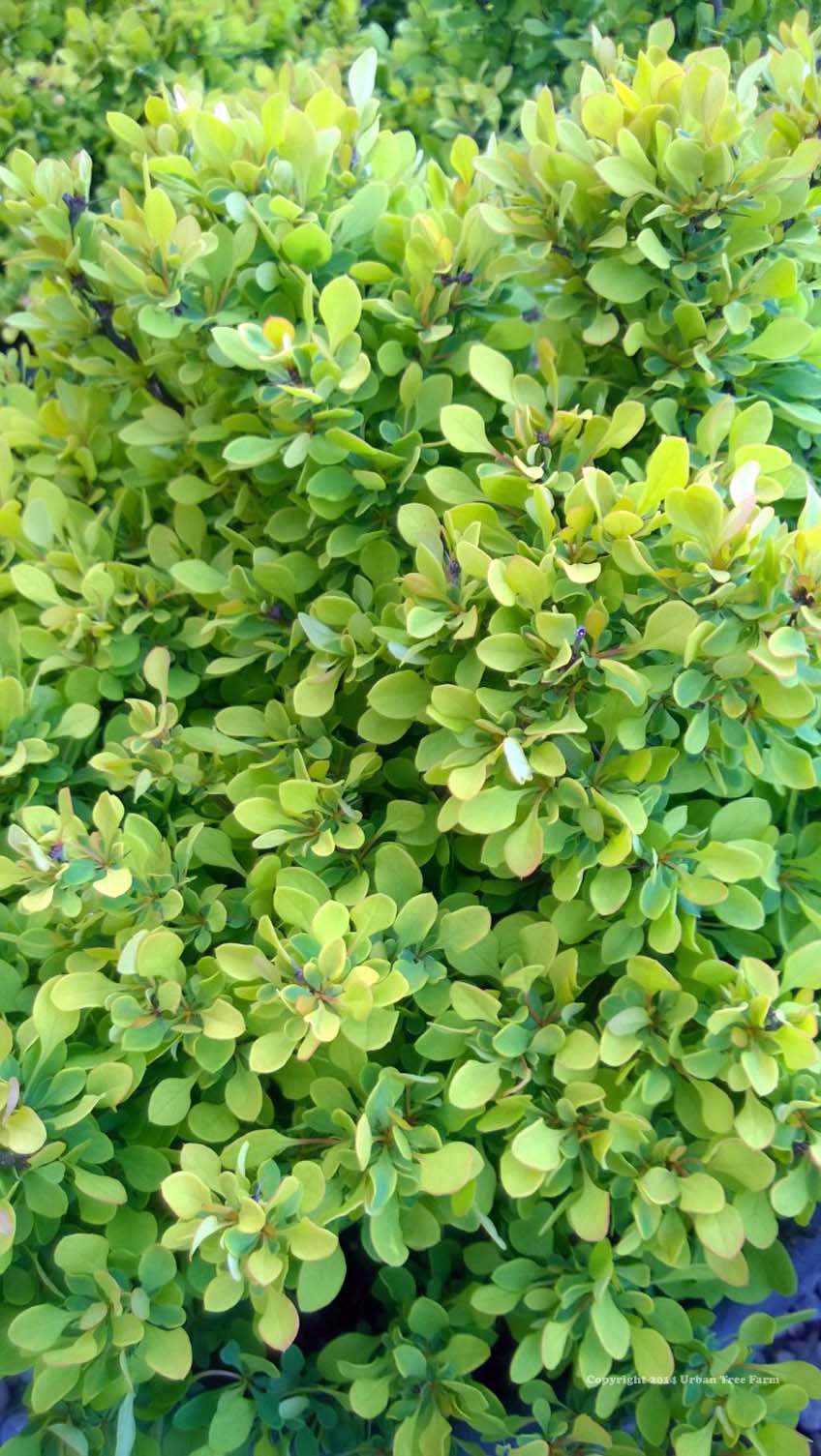 Berberis-thunbergii-Golden-Nugget-a Berberis thunbergii 'Golden Nugget' - Image 1