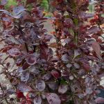 Berberis thunbergii 'Helmond Pillar'