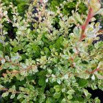 Berberis thunbergii 'Lime Glow'