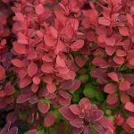 Berberis thunbergii 'Orange Rocket'