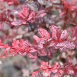 Berberis thunbergii 'Rose Glow'