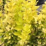 Berberis thunbergii 'Sunjoy Gold Pillar'