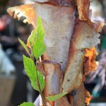 Betula nigra 'Heritage' STD