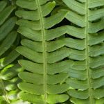 Blechnum spicant