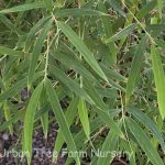 Borinda fungosa 'Maroon'