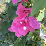 Bougainvillea 'Barbara Karst'
