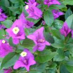 Bougainvillea 'Purple Queen'