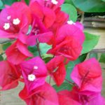 Bougainvillea 'San Diego Red'