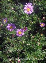 Brachyscome multifida 'Amethyst'