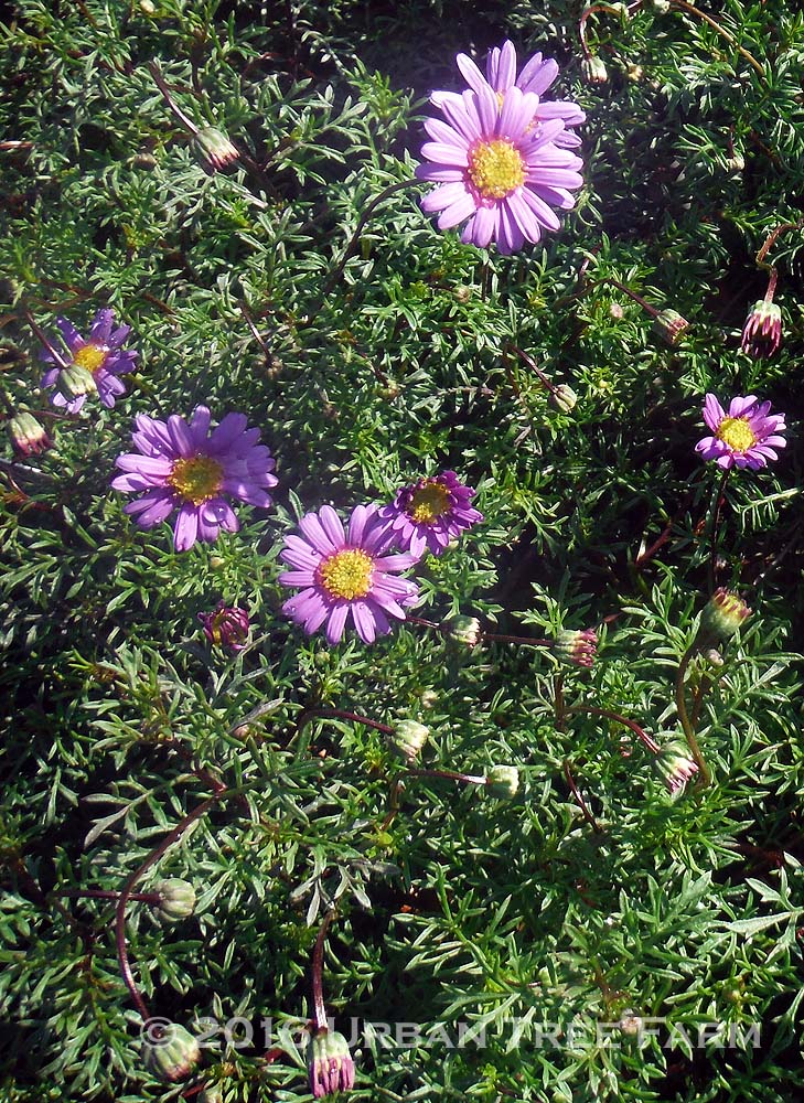 Brachyscome-multifida-Amethyst-a Brachyscome multifida 'Amethyst' - Image 1