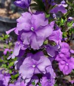 Brunfelsia pauciflora 'Eximia'