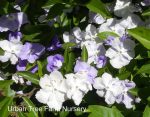 Brunfelsia pauciflora 'Floribunda'