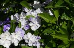 Brunfelsia pauciflora 'Floribunda' - Image 2