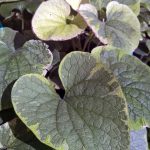 Brunnera macrophylla 'Hadspen Cream'