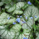 Brunnera macrophylla 'Jack Frost'