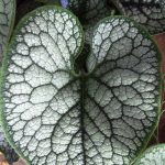 Brunnera macrophylla 'Sea Heart'