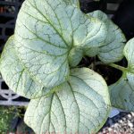 Brunnera macrophylla 'Silver Heart'