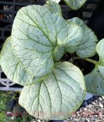 Brunnera macrophylla 'Silver Heart'