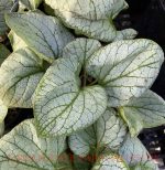 Brunnera macrophylla 'Silver Heart' - Image 2
