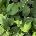 Brunnera macrophylla