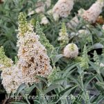 Buddleja davidii 'Buzz Ivory' - Image 2