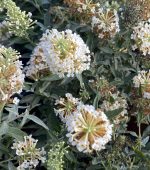 Buddleja davidii 'Buzz Ivory' - Image 4