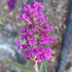 Buddleja davidii 'Buzz Magenta'