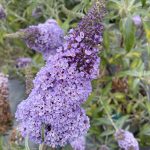 Buddleja davidii 'Buzz Sky Blue'