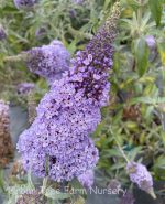 Buddleja davidii 'Buzz Sky Blue'