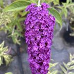 Buddleja davidii 'Harlequin'