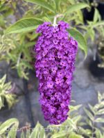 Buddleja davidii 'Harlequin'