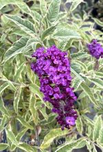 Buddleja davidii 'Harlequin' - Image 2