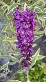 Buddleja davidii 'Harlequin' - Image 3