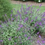 Buddleja davidii 'Lo & Behold Blue Chip'