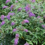 Buddleja davidii 'Lo & Behold Purple Haze'