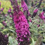Buddleja davidii 'Miss Molly'