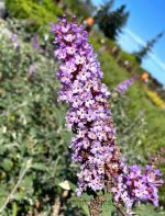 Buddleja davidii 'Moonshadow'