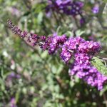 Buddleja davidii 'Nanho Blue'