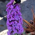 Buddleja davidii 'Petite Plum'