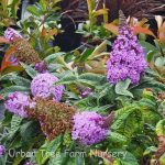 Buddleja davidii 'Pugster Amethyst'