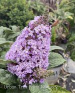 Buddleja davidii 'Pugster Amethyst' - Image 2