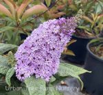 Buddleja davidii 'Pugster Amethyst' - Image 3