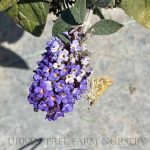 Buddleja davidii 'Pugster Blue'