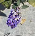 Buddleja davidii 'Pugster Blue'